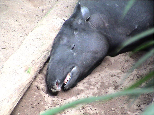 tapir